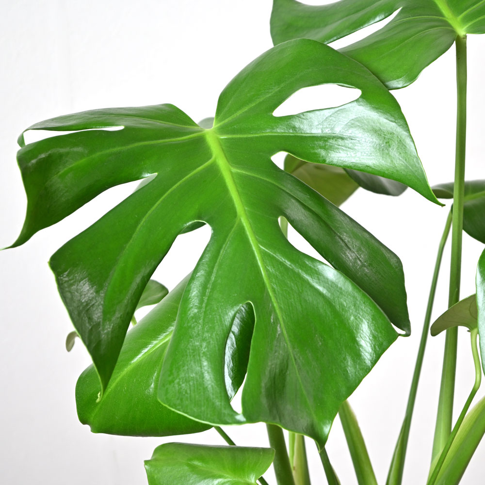 楽天市場】【土日限定ポイント2倍】モンステラ 観葉植物 本物 大型 6号