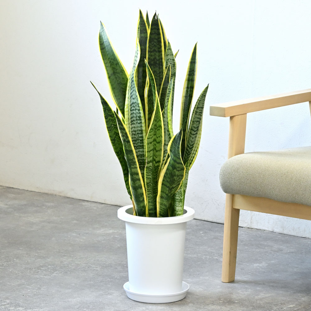 楽天市場】【6日までポイント3倍】観葉植物 サンスベリア・ローレン