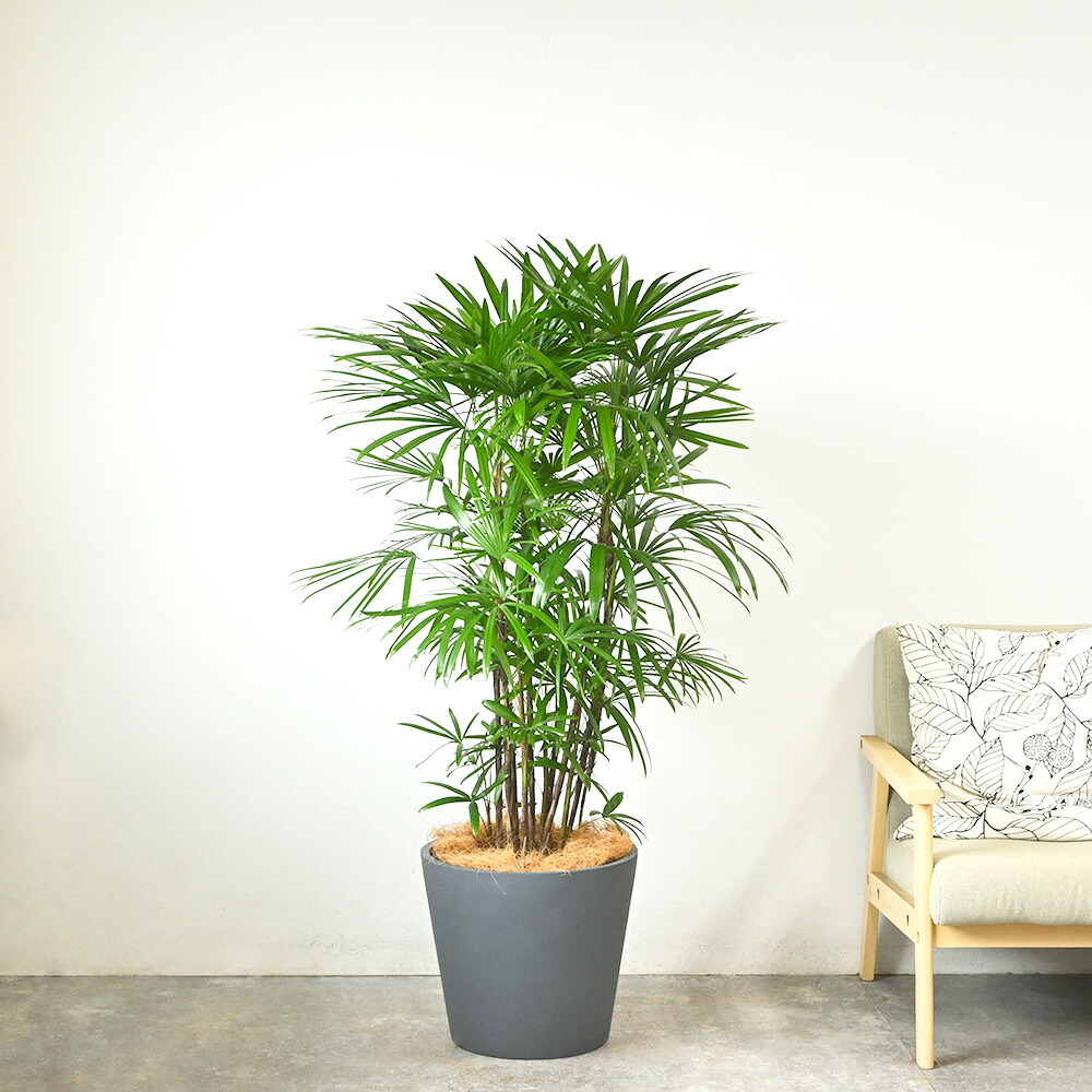 楽天市場】【土日限定ポイント2倍】観葉植物 シュロチク 棕櫚竹 10号鉢
