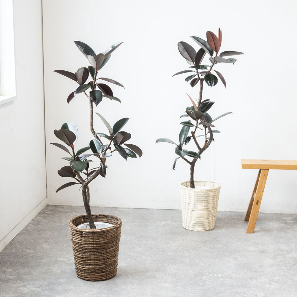 楽天市場】【6日までポイント3倍】観葉植物 フィカス・バーガンディ 7