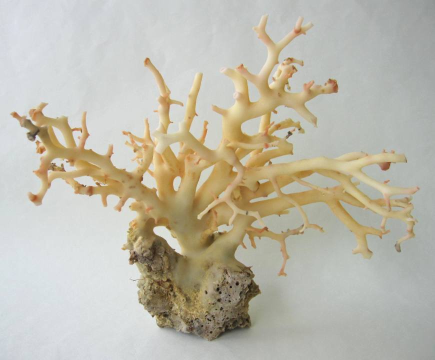 珊瑚 置物」の人気商品一覧 | 安い商品を通販サイトから探す - 価格.com