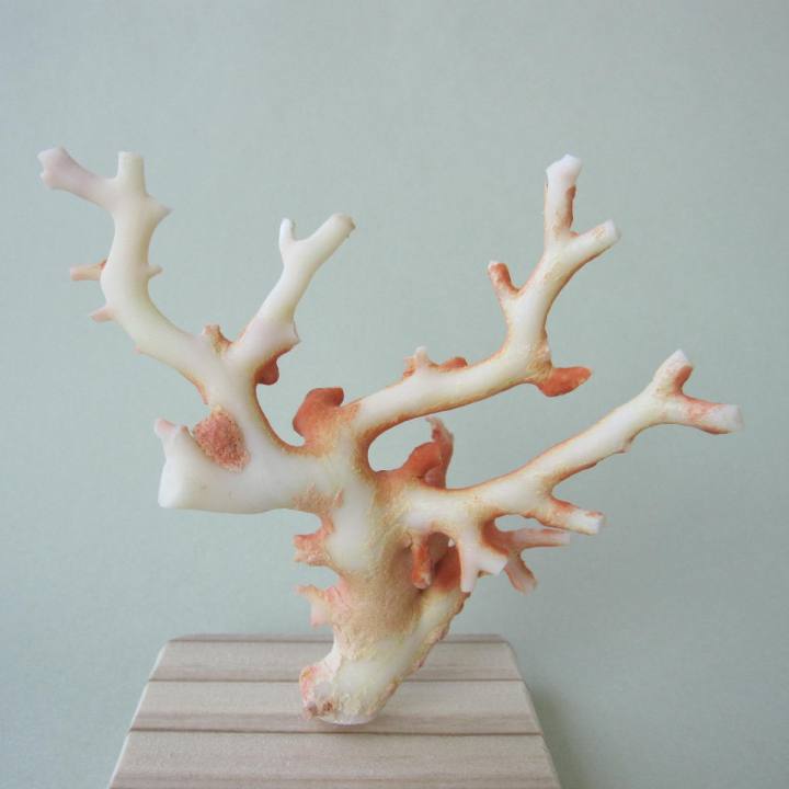 楽天市場】珊瑚（置物｜インテリア小物・置物）：インテリア・寝具