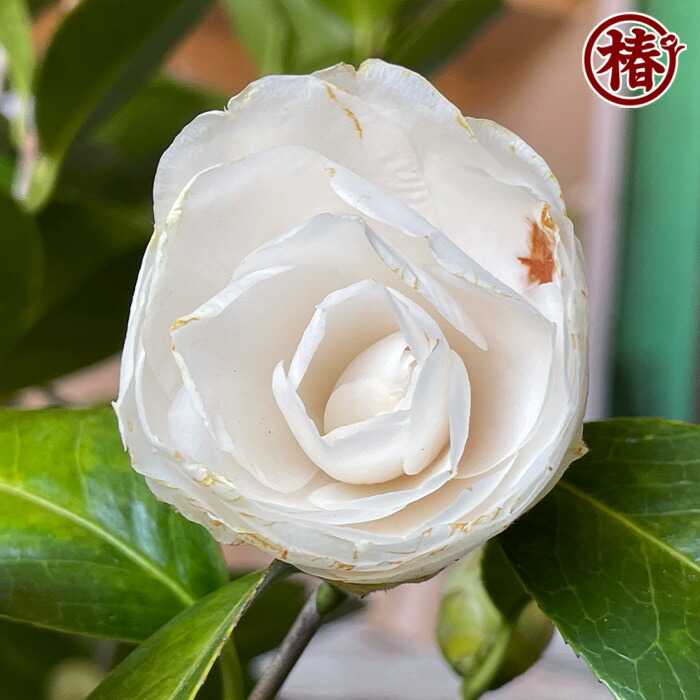 楽天市場】白乙女・はくおとめ15cmポット（5号鉢）挿木苗【椿 つばき