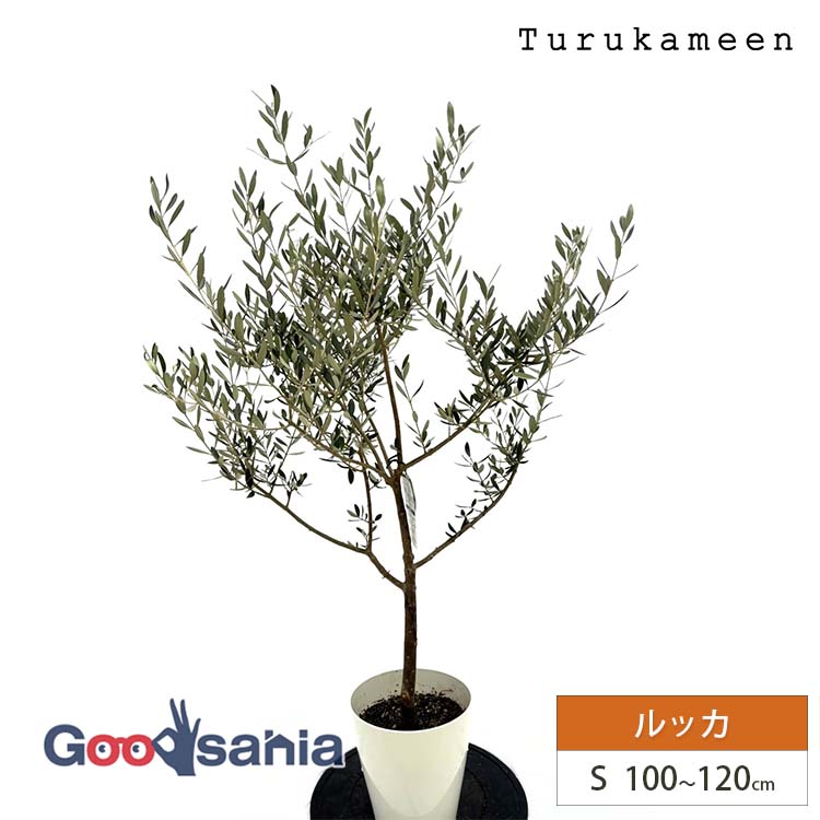 楽天市場】鶴亀園 オリーブの木 ルッカ Small (約100~120cm