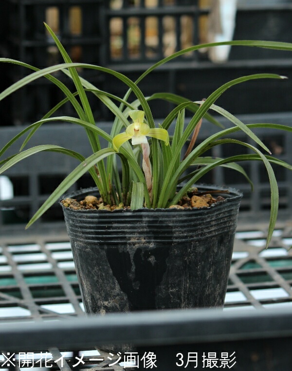 楽天市場】シュンラン 9〜10.5cmポット苗 数量割引あり/山野草/耐寒性