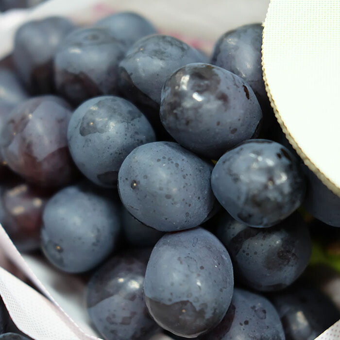 楽天市場】山梨県産 ぶどう 富士の輝 （富士の輝き） 特秀 5〜6房前後