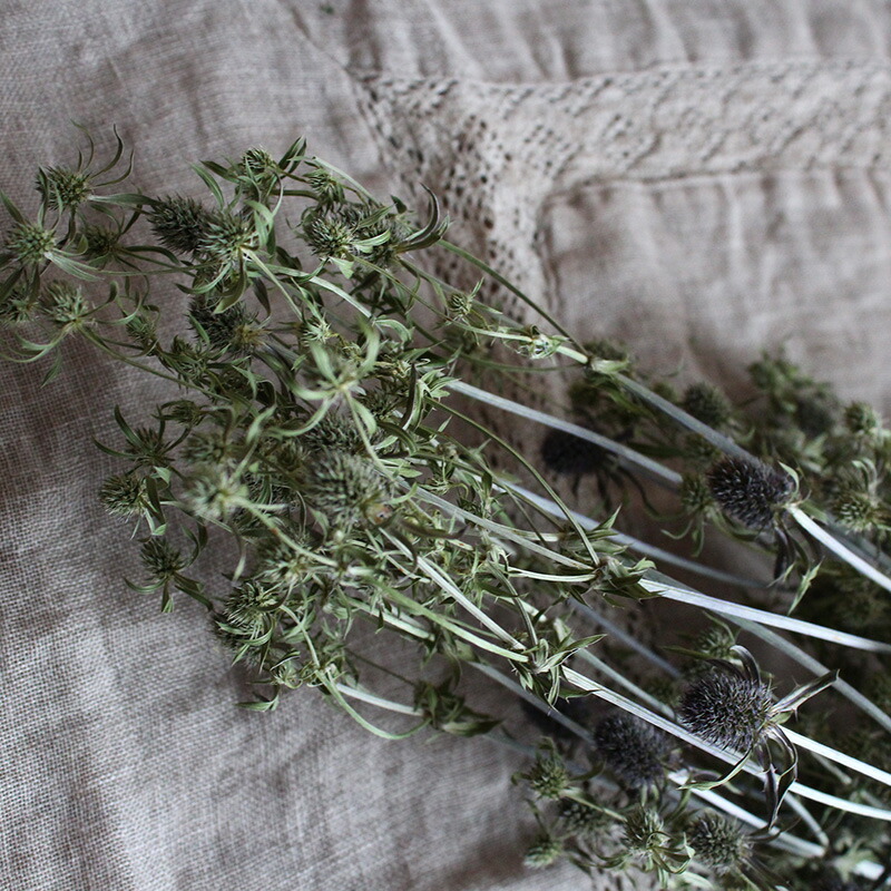 楽天市場】エリンジューム グリーン (エリンジウム) / ドライフラワー