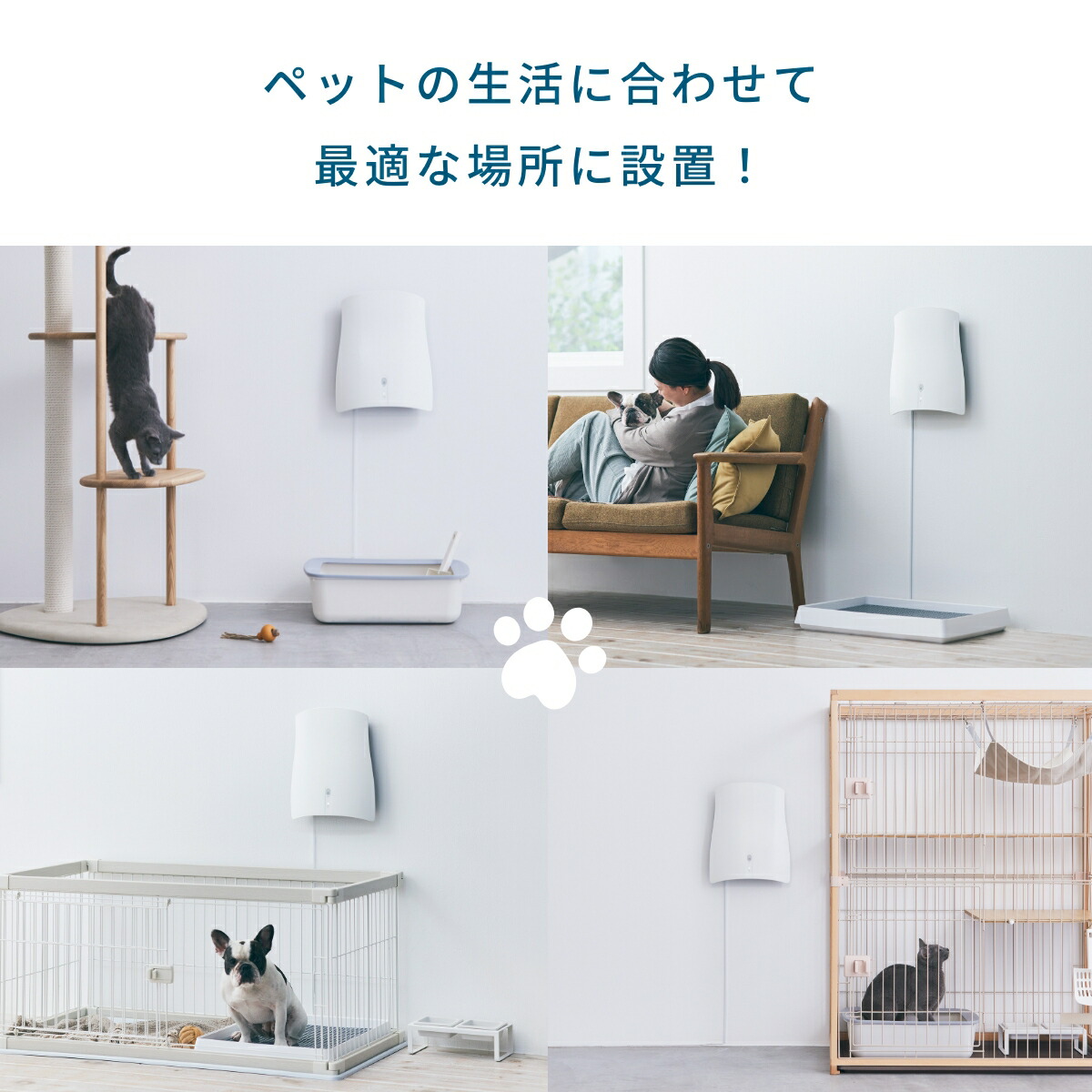 楽天市場】【SUNSTAR QAIS公認販売店】【2パックセット＋2つ選べる特典