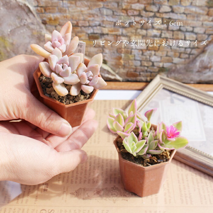 楽天市場】多肉植物 2寸シャトル鉢35個セット 17種類×2個 送料無料