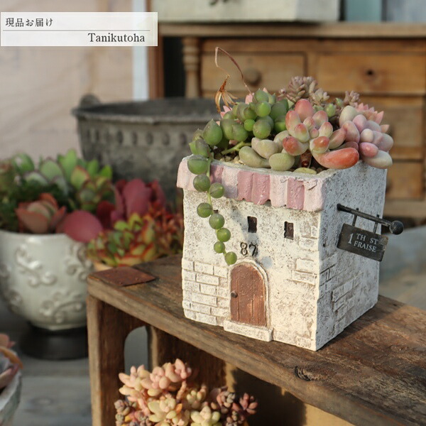 楽天市場】多肉植物 寄せ植え ミニショップ鉢 お家型 陶器鉢 完成品 1