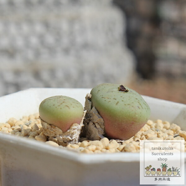 楽天市場】晩鐘 コノフィツム Mサイズ 5.5cmポット 中型 コマ型 夜咲