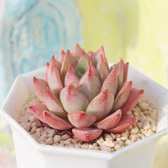 楽天市場】苺の秘密 永遠ラベル付き エケベリア Mサイズ5.5cmポット 小