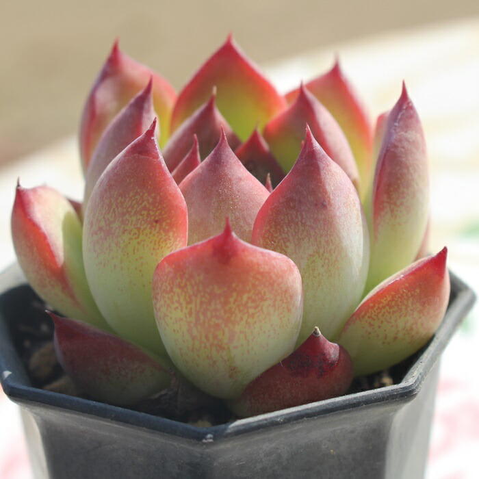 楽天市場】ファイヤーピラー エケベリア 5.5cmポット 韓国苗 多肉植物