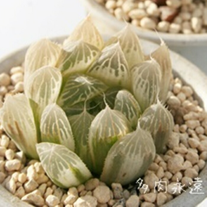 楽天市場】白水晶 ハオルチア Haworthia cooperi var pilifera