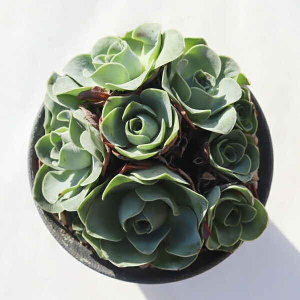 楽天市場】ムーンバースト TK-10-55 アエオニウム 写真の子をお届け