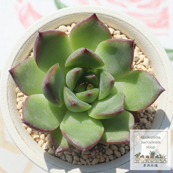 楽天市場】 多肉永遠苗 : 株式会社多肉永遠楽天市場店