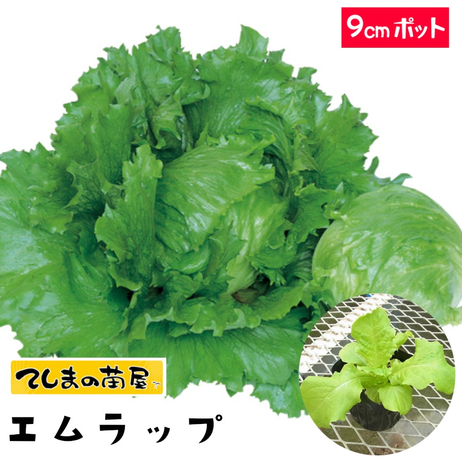楽天市場】【てしまの苗】 玉レタス苗 エムラップ231 9cmポット 葉菜苗
