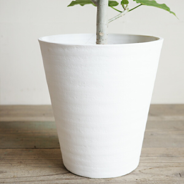 楽天市場】ウンベラータ 8号 ホワイト セラアート鉢 送料無料 フィカス