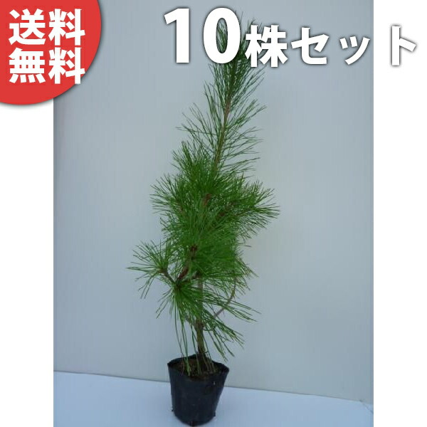 赤松 植木 苗」の人気商品一覧 | 安い商品を通販サイトから探す - 価格.com
