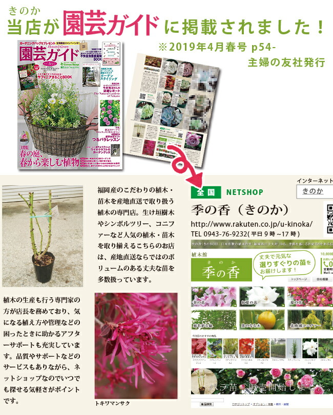 楽天市場】□送料無料□【25本セット】 アカマツ 樹高0.3m前後 10.5cm