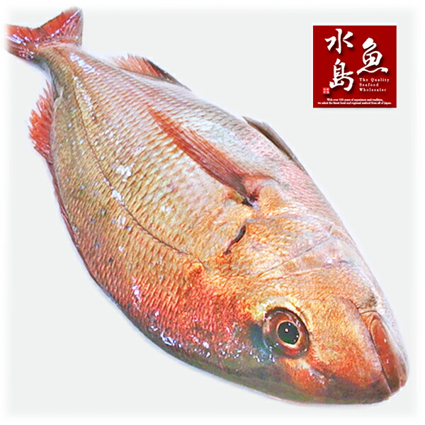楽天市場】【送料無料】天然真鯛 マダイ 桜鯛 日本海産 2.5〜2.9キロ物