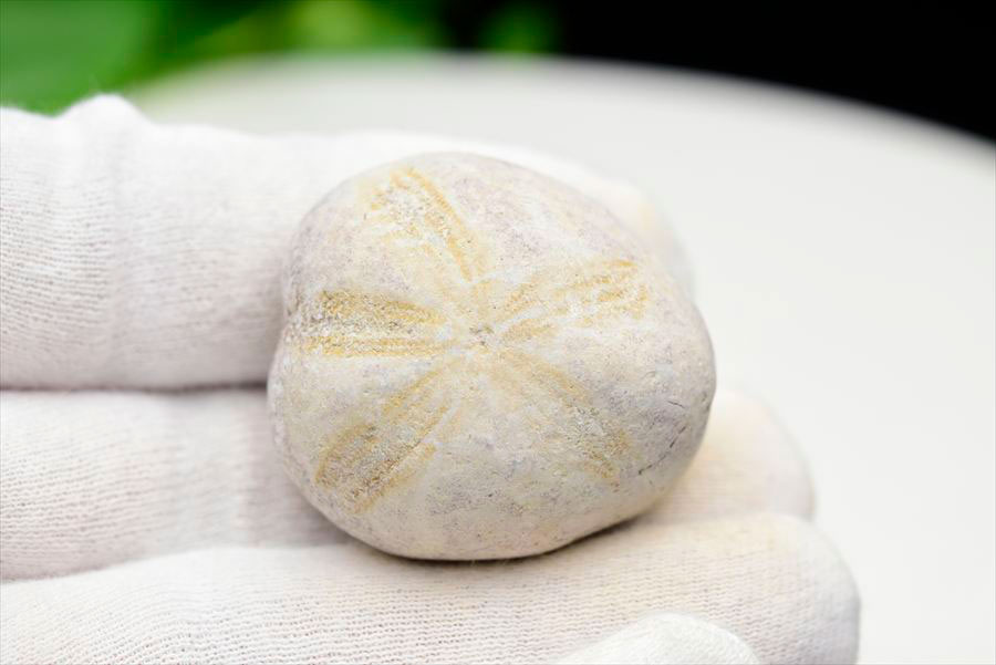 楽天市場】ウニ 化石 原石 Micraster ミクラスター ブンブク目