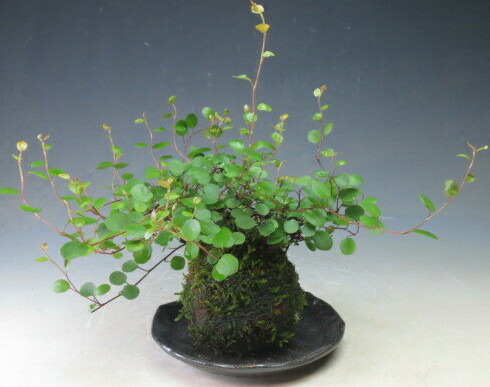 楽天市場】ワイヤープランツの苔玉 : 山野草と盆栽の専門店ヴェールモア