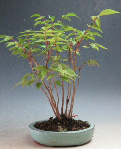 楽天市場】ナツハゼ 盆栽の通販