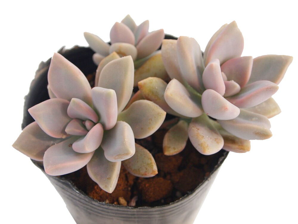 楽天市場】淡雪（アワユキ）グラプトペタルム属 多肉植物 9cmポット