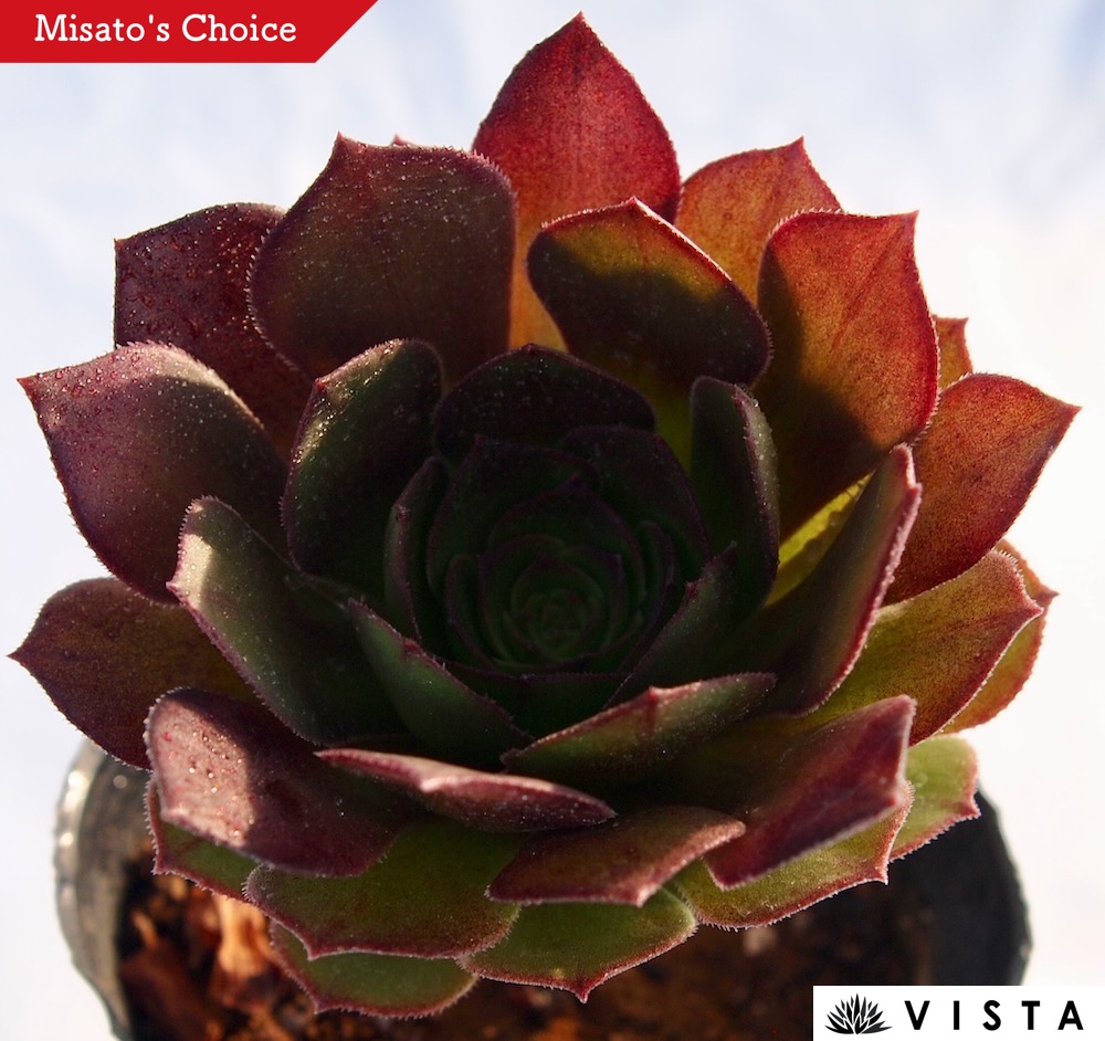 楽天市場】ハロウィン アエオニウム属 多肉植物 9cmポット観葉植物