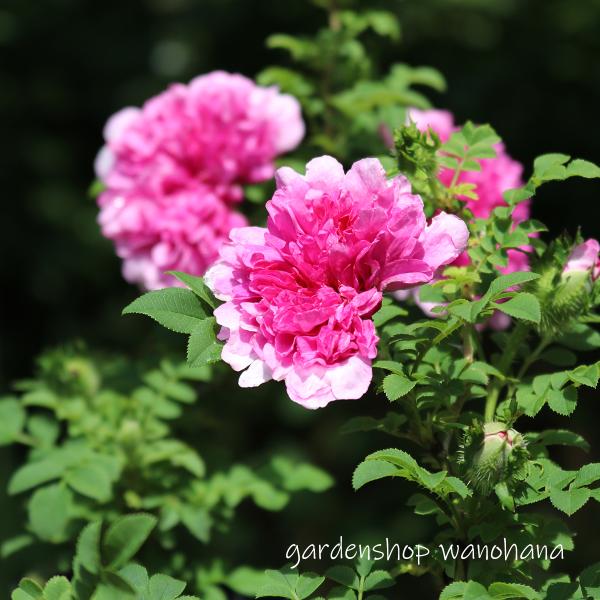 楽天市場】和 バラ 苗の通販