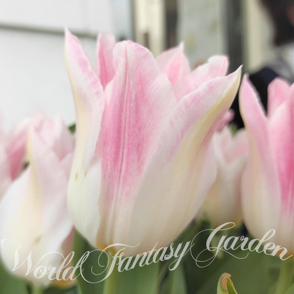 楽天市場】球根 花 ユリ咲き チューリップ ホーランドチーク 3球セット