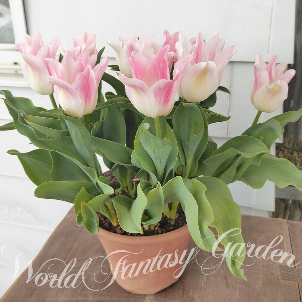 楽天市場】球根 花 ユリ咲き チューリップ ホーランドチーク 3球セット