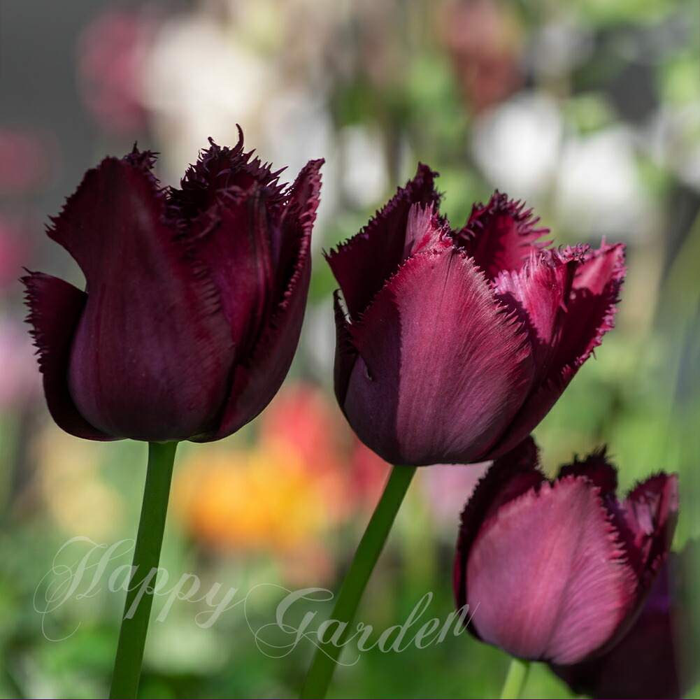 楽天市場】球根 花 フリンジ咲き チューリップ ラブラドール 5球セット