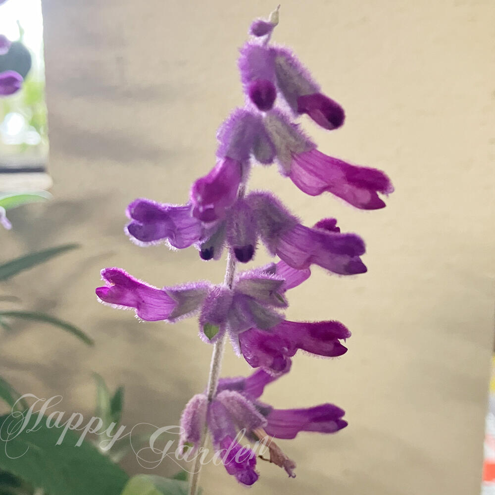 楽天市場】花苗 多年草 花 アメジストセージ 1鉢 3.5号【お届け中