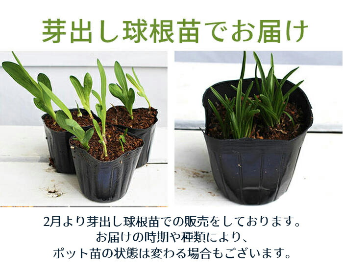 楽天市場】芽出し球根苗 ムスカリ ピンクサンライズ 3球植え 選べる1