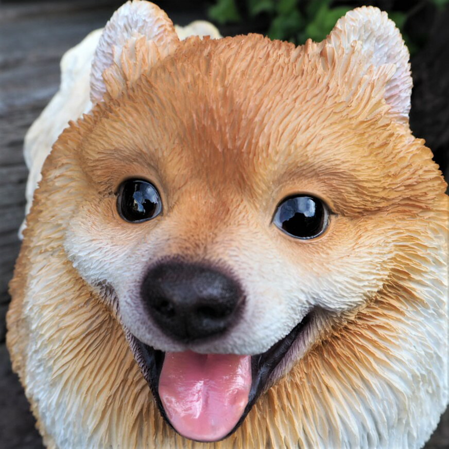 楽天市場】犬の置物 ポメラニアン N14102 いぬ イヌ 動物