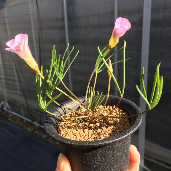 楽天市場】球根植物：オキザリス*ピンク花 : 遊恵盆栽 楽天市場店