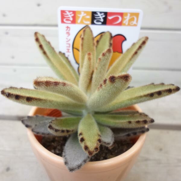 楽天市場】多肉植物：カランコエ 孫悟空orキタキツネ : 遊恵盆栽 楽天