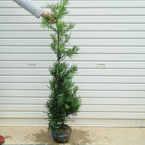 楽天市場】送料無料 庭木：槙（ラカンマキ）* まき 1.0m 佐川急便