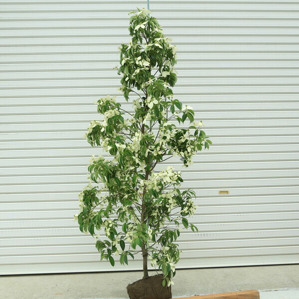 楽天市場】☆送料無料☆：庭木：常緑ヤマボウシ（ホンコンエンシス