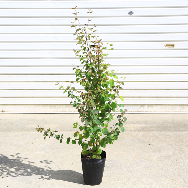 楽天市場】送料無料！庭木：桂の木（カツラの木） 寄せ植え(2-3本