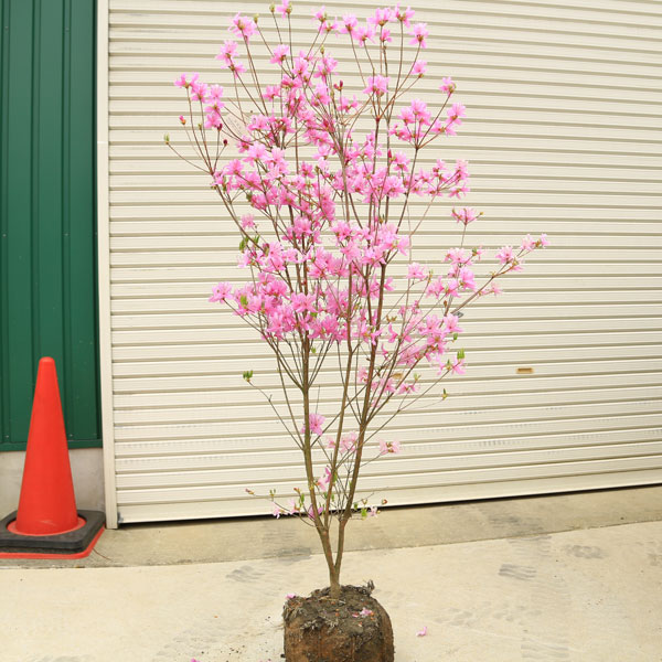 楽天市場】入荷本数少なめです！特撰庭木：ミツバツツジ（三つ葉つつじ