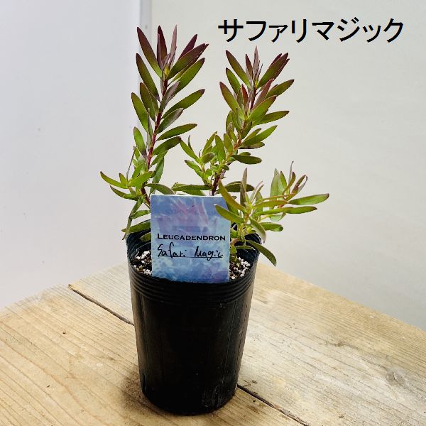 楽天市場】苗 鉢花 観葉植物：リューカデンドロン*各種選べます 4.5号