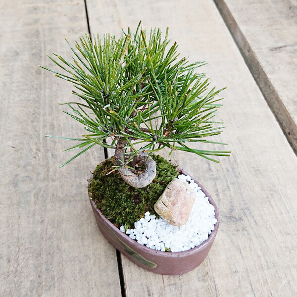 楽天市場】ミニ景色盆栽：三河黒松*（瀬戸焼楕円鉢）＜数量限定＞苔 和