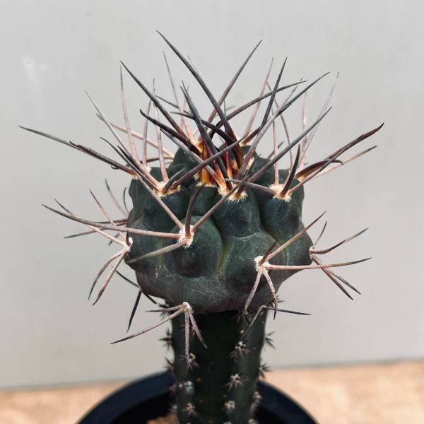 楽天市場】サボテン：ギムノカリキウム 守金魔天竜 ツギ*幅5cm 現品