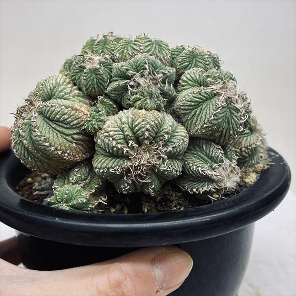 楽天市場】サボテン：アズテキウム 花籠（はなかご）*幅11cm 現品