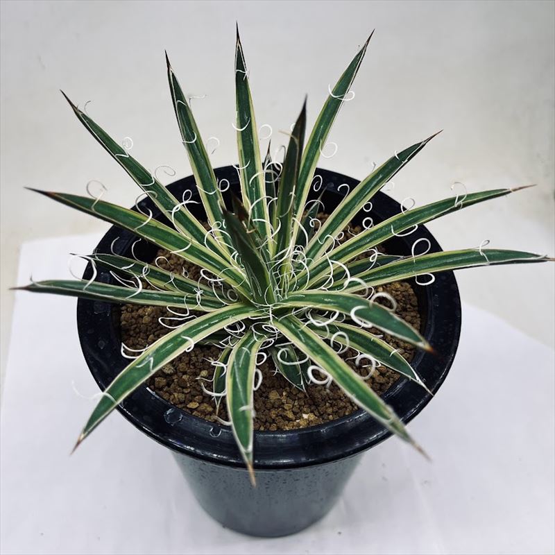楽天市場】多肉植物：アガベ 滝の白糸錦 覆輪*幅13cm 現品！一品限り