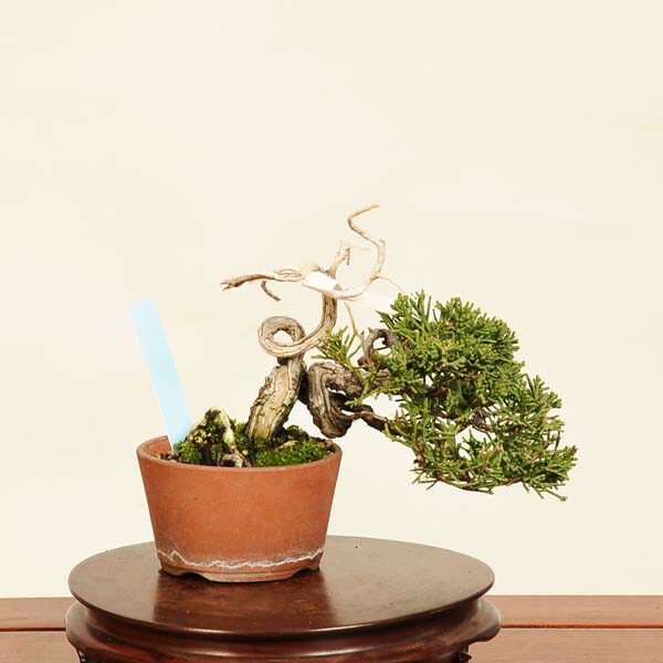 糸魚川真柏」の人気商品一覧 | 安い商品を通販サイトから探す - 価格.com