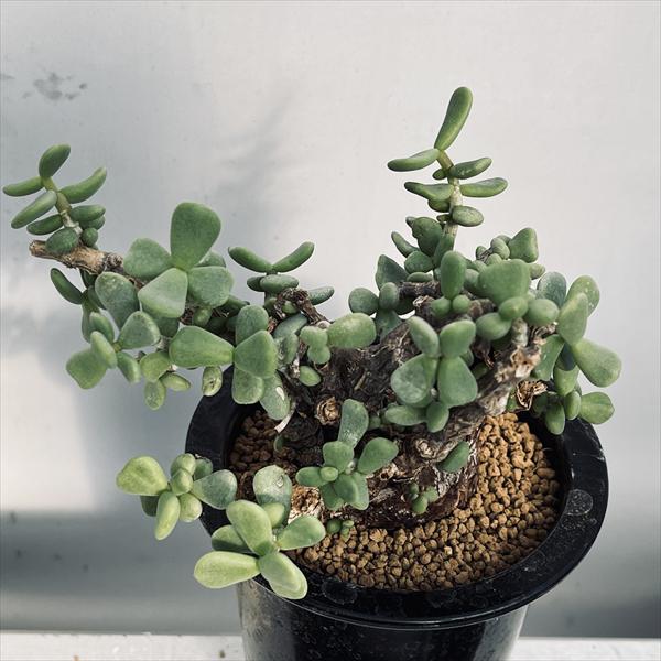 楽天市場】コーデックス：ケラリア ピグマエア 大株 発根済*葉幅15cm